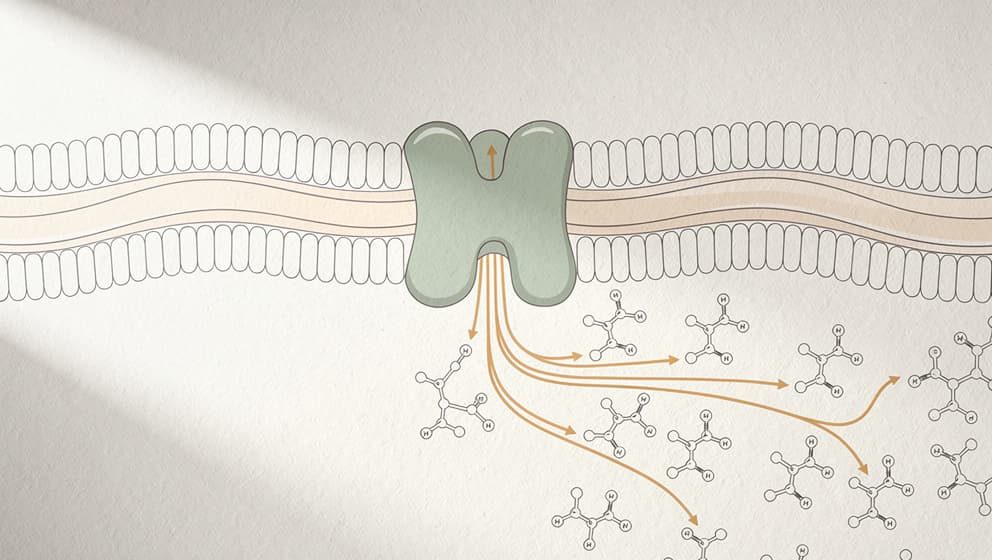 Abstracted cellular illustration of a VEGFR2 receptor on a vascular endothelial cell membrane with a downstream signaling cascade, muted sage and warm amber accents