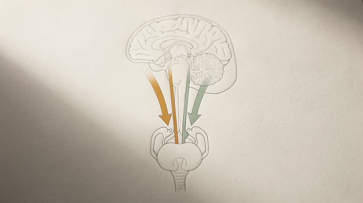 Abstrakt illustrasjon av hypotalamus-hypofyse-aksen med to konvergerende amber- og sage-signalpiler på gråhvit papir, redaksjonell linjekunst