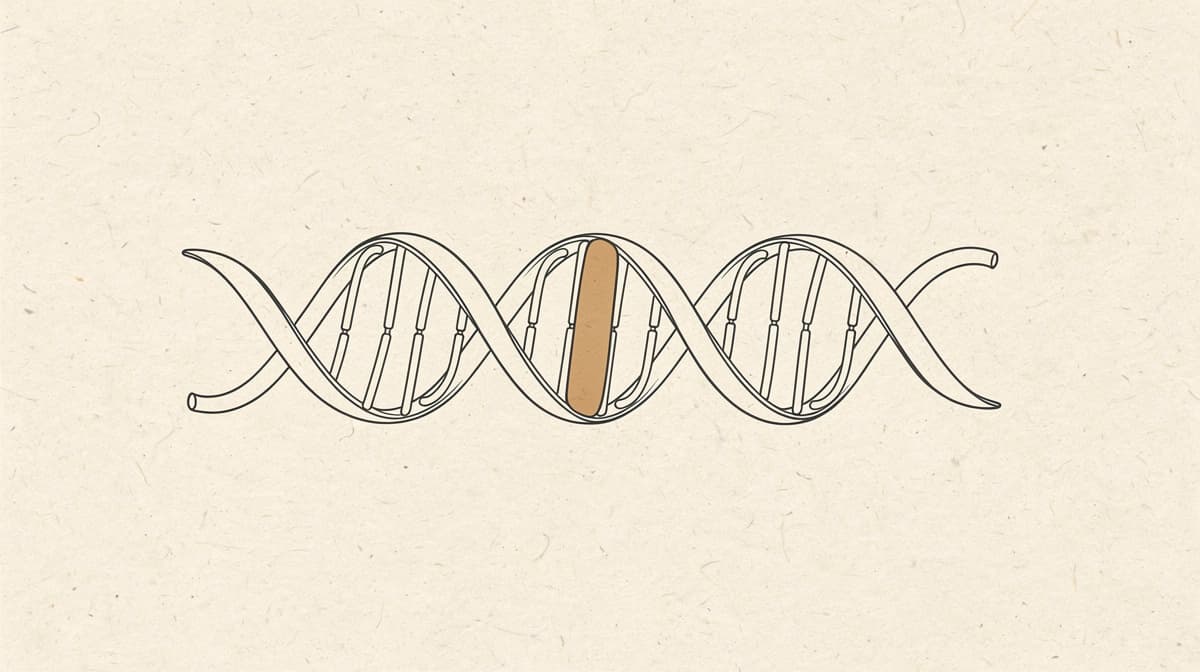 Redaksjonell strektegning av en peptidkjede med tre residuer i myk grålig kontur og én varm gulltone-aksent på kremfarget bakgrunn, antyder KPV