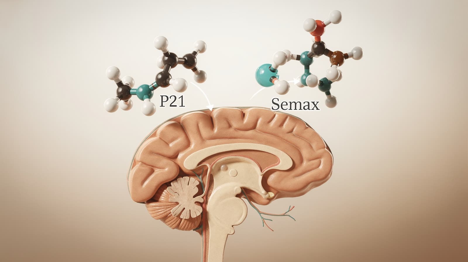 Illustrasjon side ved side av P21- og Semax-peptidmolekyler over et stilisert tverrsnitt av hippocampus, merket for nootropisk sammenligning.