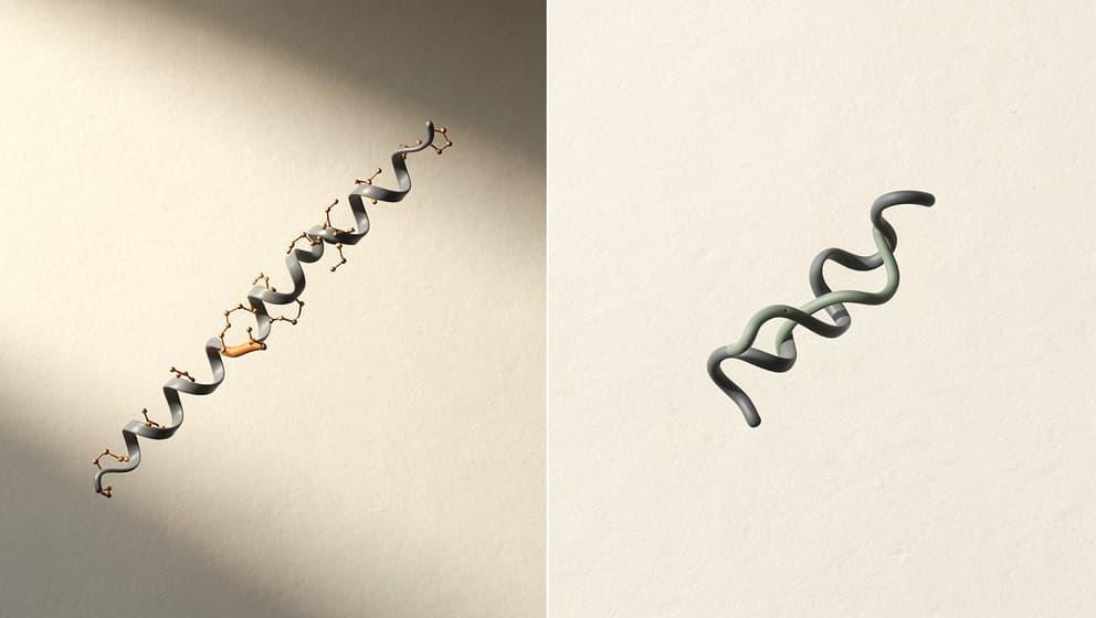 Delt-ramme-illustrasjon med et langstrakt peptidbånd til venstre og et kortere modifisert peptid til høyre, amber- og sage-aksenter, redaksjonell linjekunst