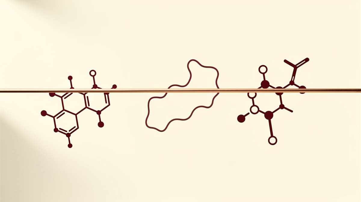 Editorial line-art of three peptide categories on cream: approved medicines, compounded grey zone, research-only, with copper regulatory accent