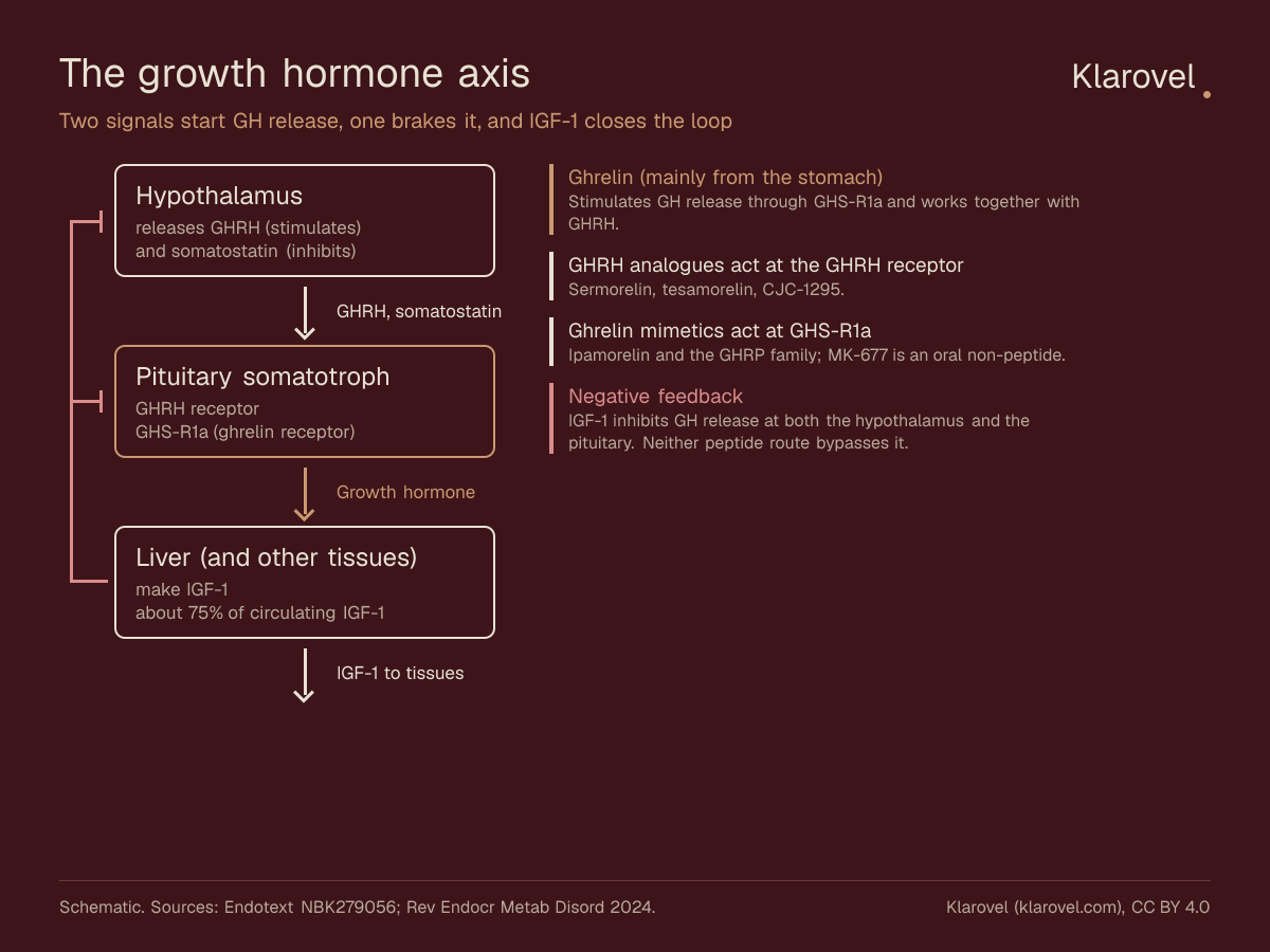 Diagram of the growth hormone axis: the hypothalamus releases GHRH, which stimulates, and somatostatin, which inhibits, growth hormone release from the pituitary. Ghrelin acts through the GHS-R1a receptor. Growth hormone drives IGF-1 production, mostly in the liver, and IGF-1 feeds back to inhibit both the hypothalamus and the pituitary. GHRH analogues act at the GHRH receptor and ghrelin mimetics at GHS-R1a.